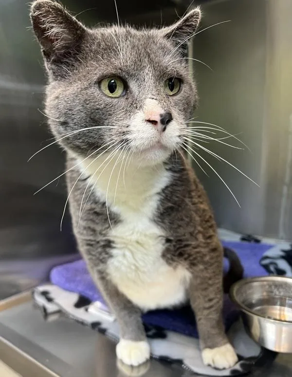 An adult large-sized male Domestic Short Hair cat named Moose for adoption in Sioux City, IA