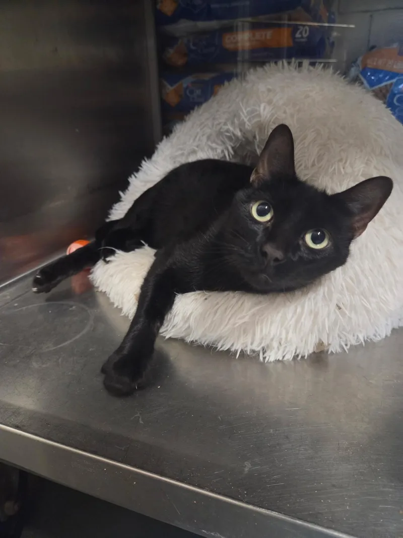 An adult large-sized male Domestic Short Hair cat named Glenn for adoption in Old Bridge, NJ