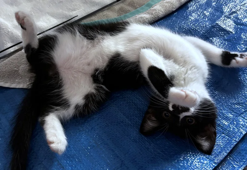 A baby small-sized female Black Domestic Short Hair cat named Ravioli for adoption in Burbank, CA