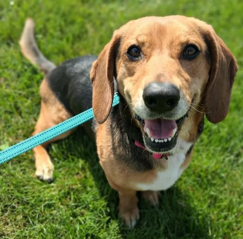 An adult small-sized female Beagle dog named Deedee for adoption in Fremont, OH