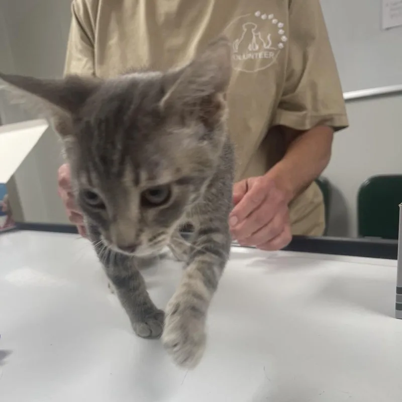A baby small-sized female Gray / Blue / Silver Domestic Short Hair cat named Cher for adoption in Canton, IL