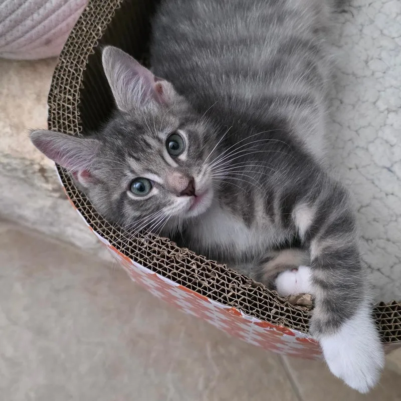 A baby small-sized male Domestic Long Hair cat named Miles for adoption in San Antonio, TX