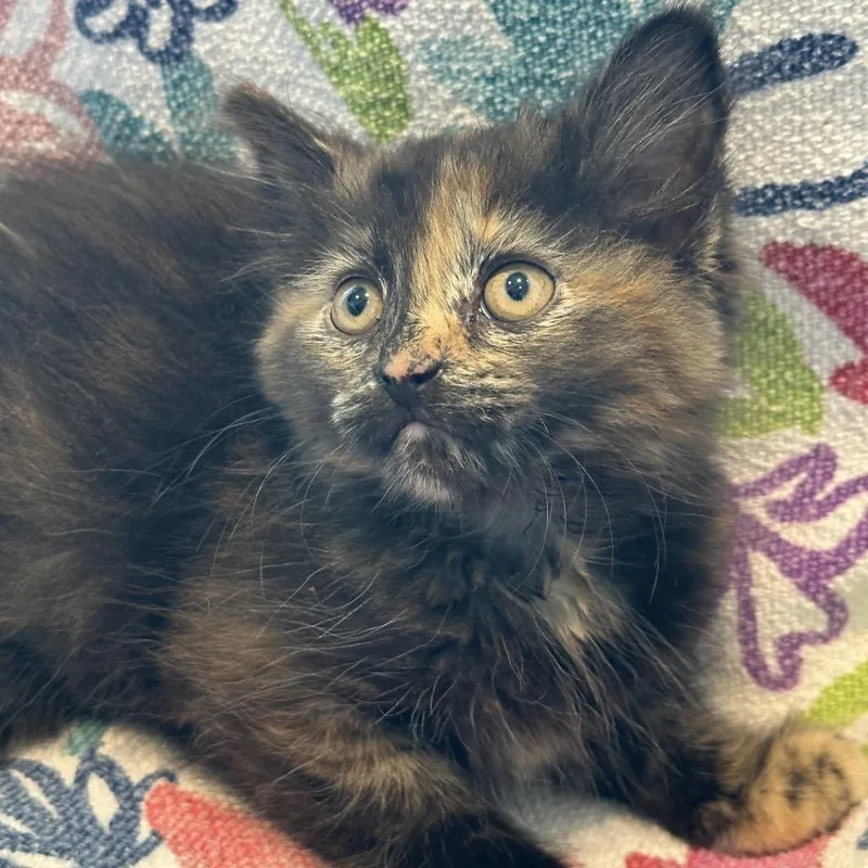 A baby small-sized female Torbie Domestic Medium Hair cat named Tinky Winky for adoption in Matteson, IL