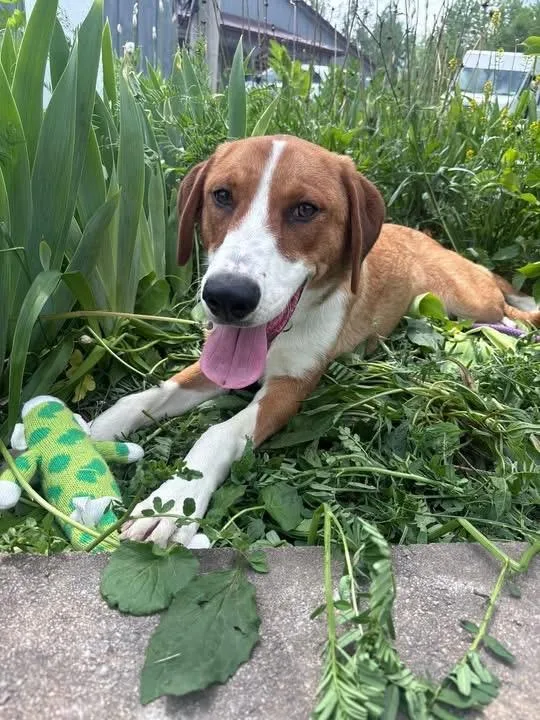 An adult medium-sized female American Foxhound dog named Hazel for adoption in Howes Cave, NY