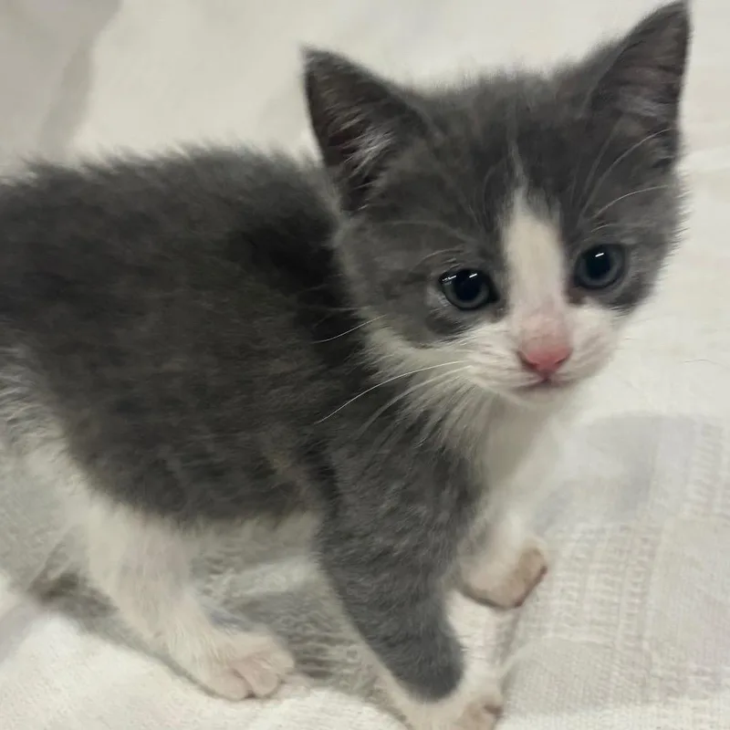 A baby small-sized female Gray / Blue / Silver Domestic Short Hair cat named Mischief for adoption in Union City, PA
