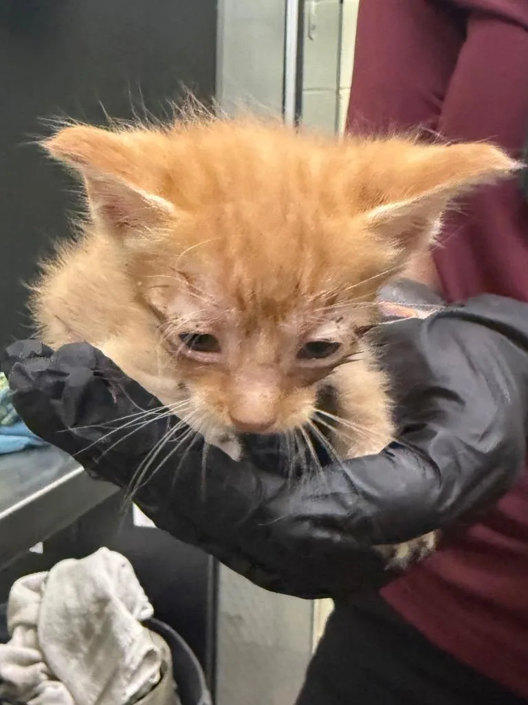 A baby small-sized male Domestic Medium Hair cat named Theoden for adoption in Rockport, TX