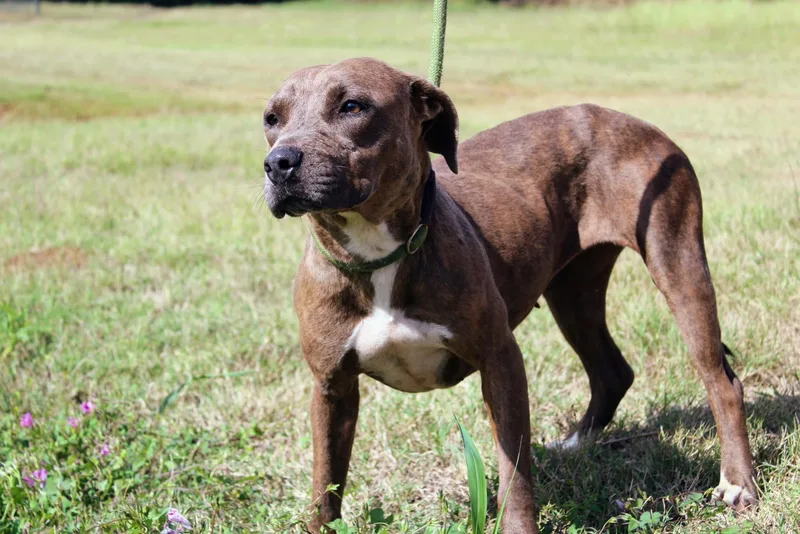 An adult medium-sized female Brindle Black Mouth Cur dog named Shania for adoption in Jacksonville, TX