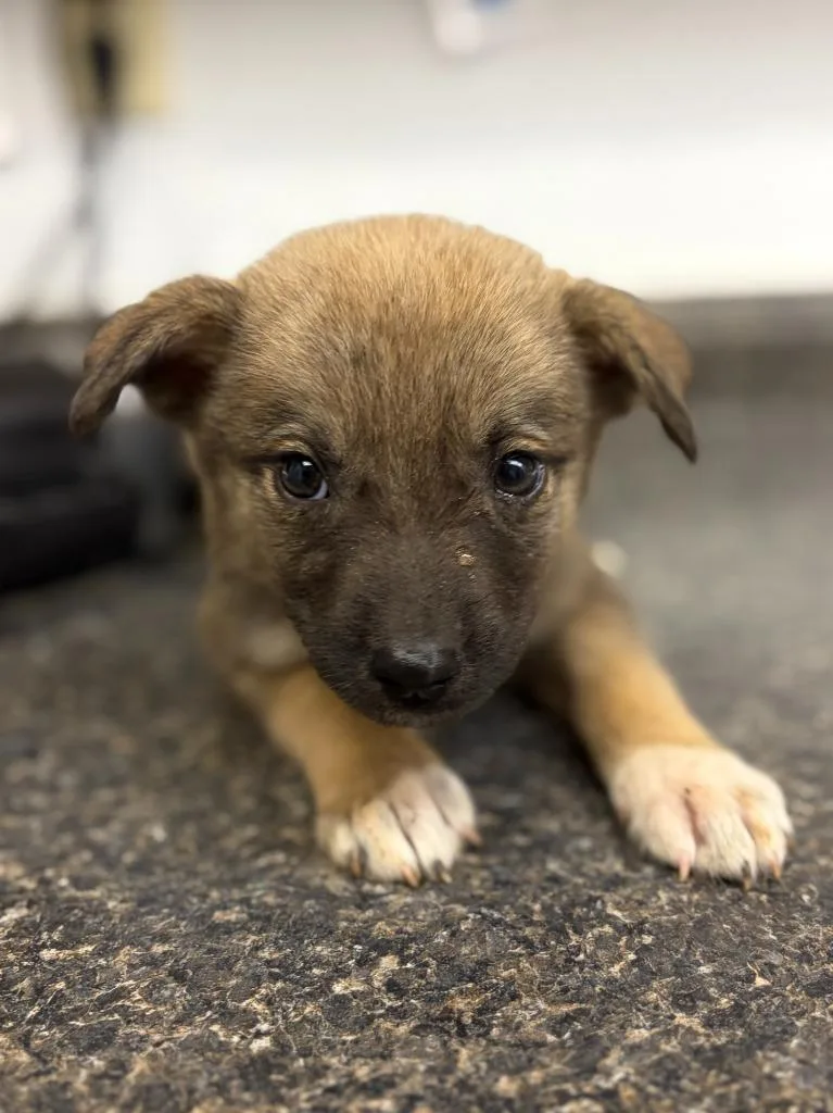 A baby small-sized male Australian Cattle Dog / Blue Heeler dog named Country for adoption in Lockhart, TX