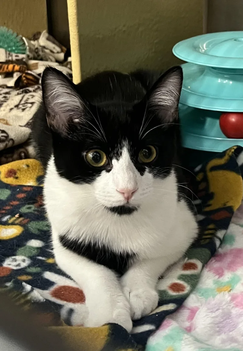A baby medium-sized female Black & White / Tuxedo Domestic Short Hair cat named Melee for adoption in Federal Way, WA