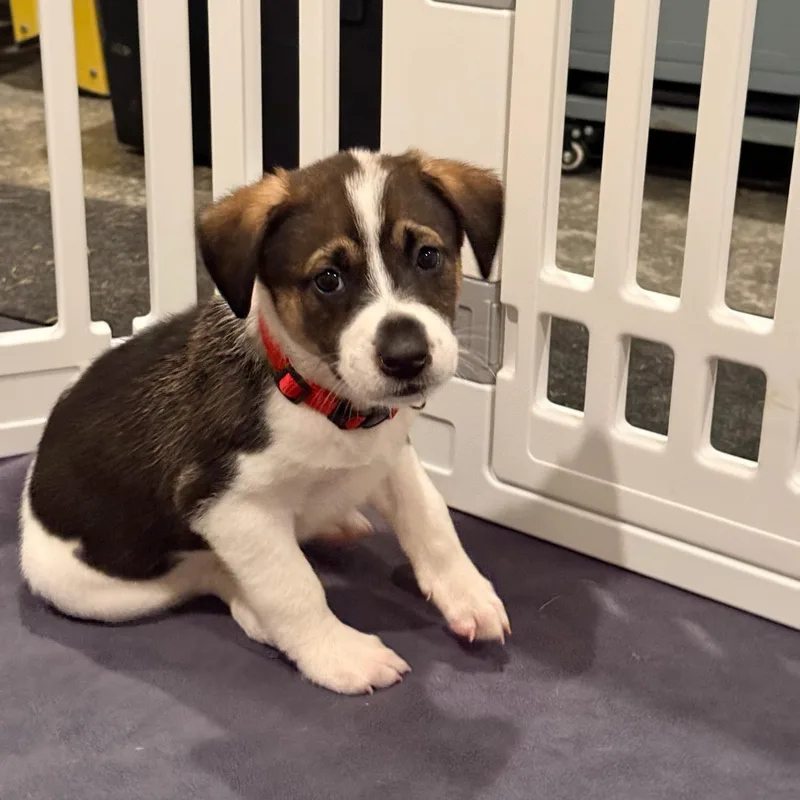 A baby medium-sized male Tricolor (Brown, Black, & White) German Shorthaired Pointer dog named Hereford for adoption in Spring hill, TN