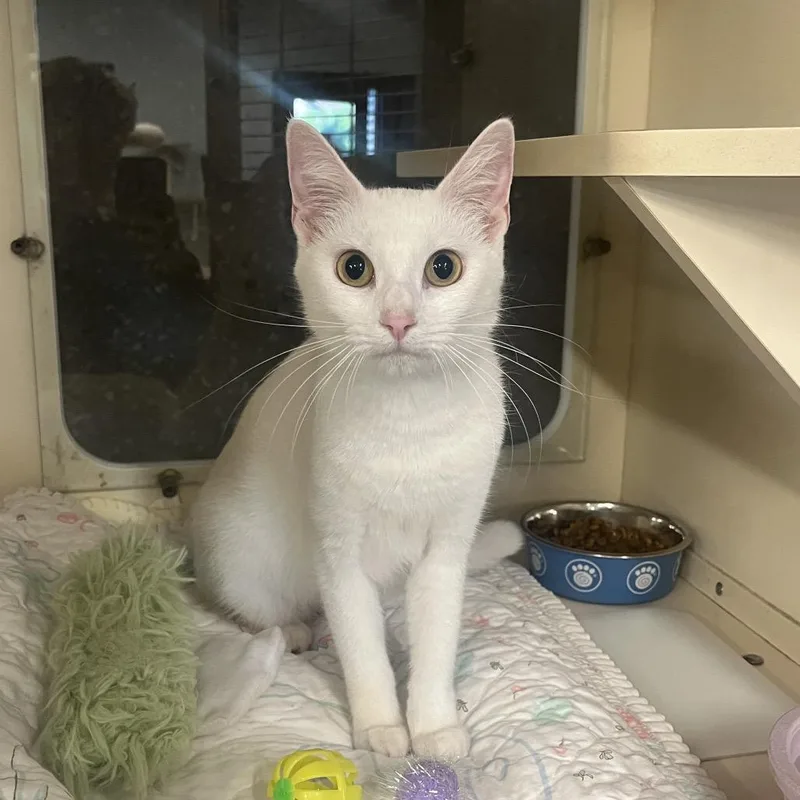 An adult medium-sized female White Domestic Short Hair cat named Cherry for adoption in Hinsdale, IL