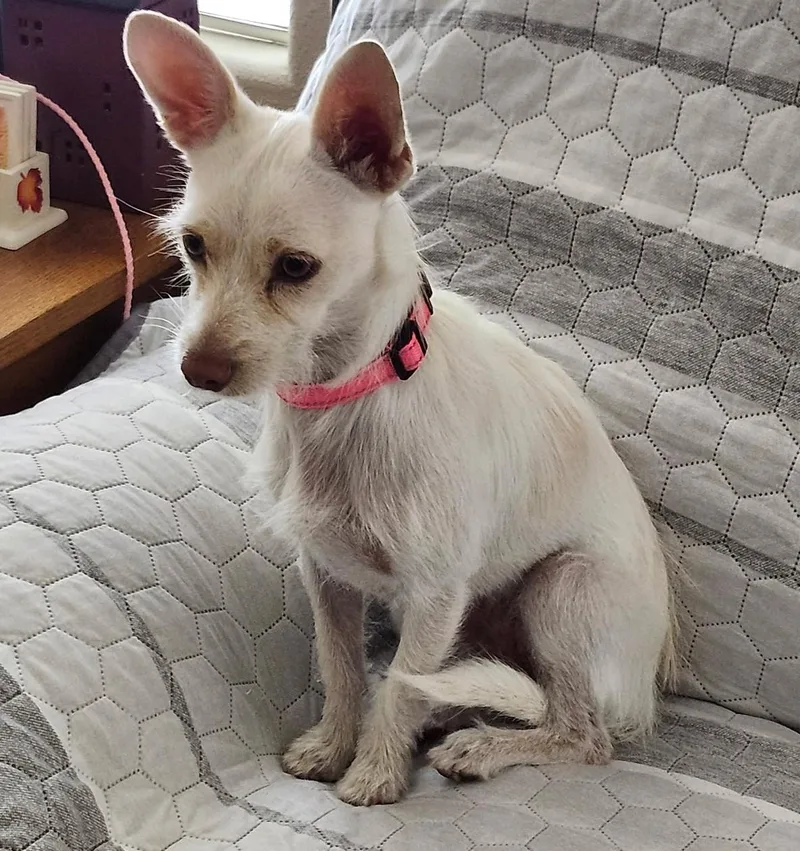 A young small-sized female White / Cream Chihuahua dog named Coco for adoption in Albuquerque, NM