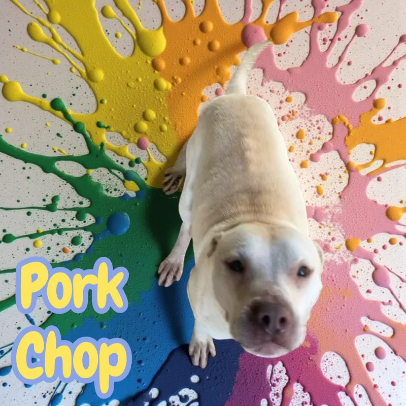 A young medium-sized male Pit Bull Terrier dog named Pork Chop for adoption in Chuckey, TN