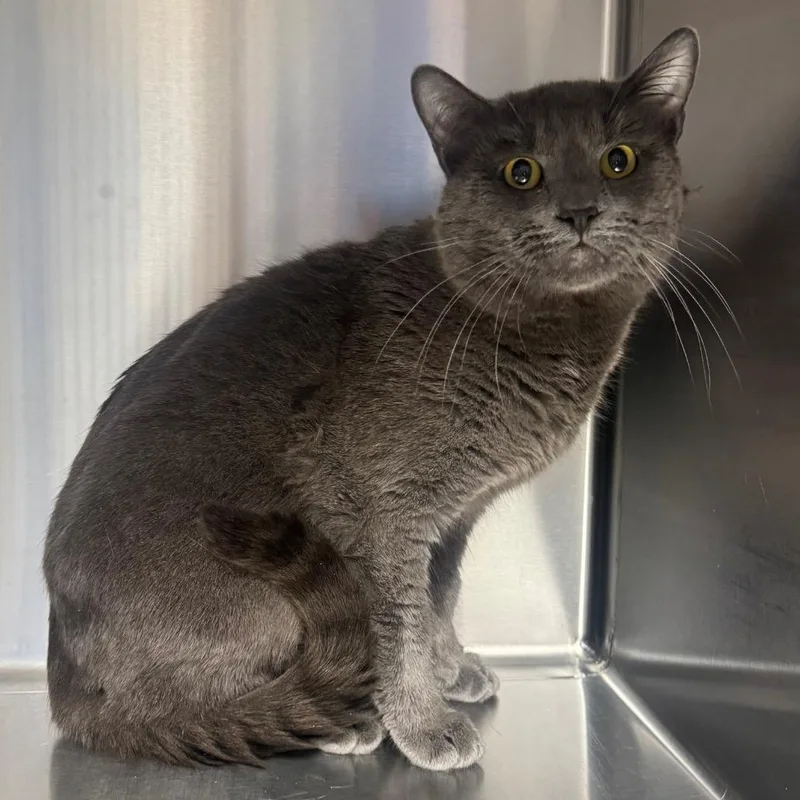 An adult large-sized male Gray / Blue / Silver Domestic Short Hair cat named Birdman for adoption in Easton, PA