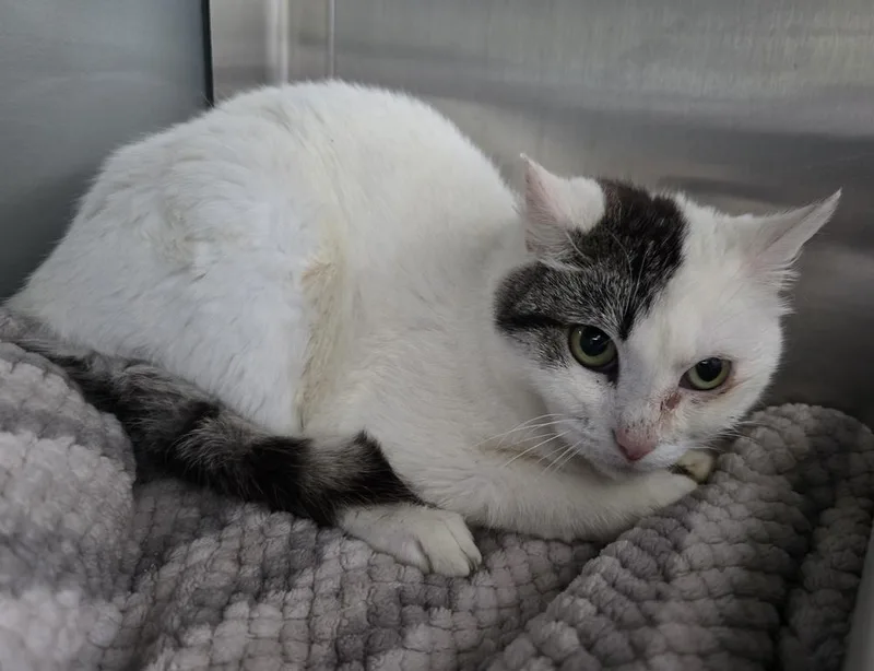 An adult medium-sized female Domestic Short Hair cat named Suki for adoption in Dickson, TN