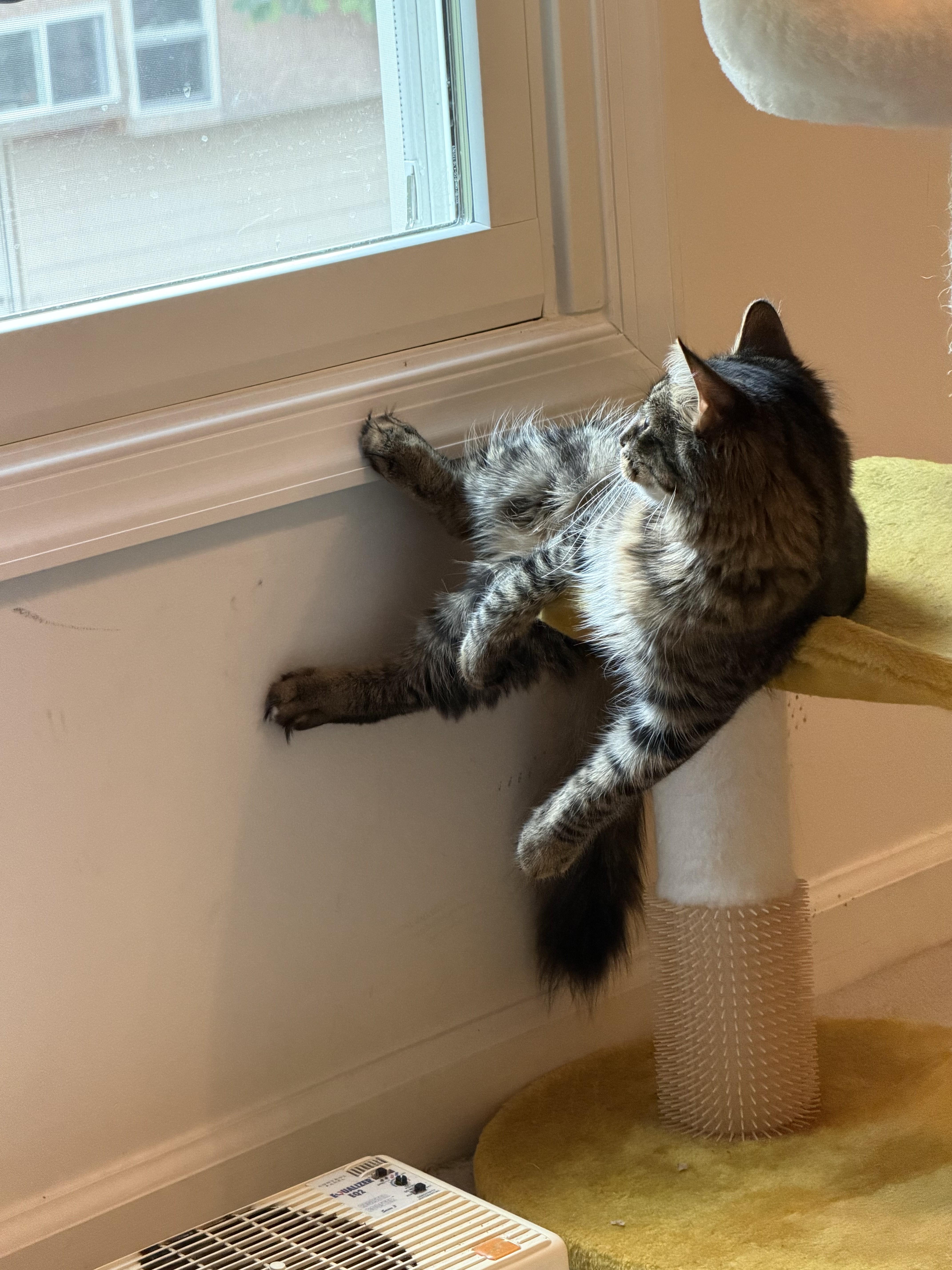 A young medium-sized female Tabby (Buff / Tan / Fawn) Tabby cat named SummerSunshine All Year Long for adoption in Laurel, MD