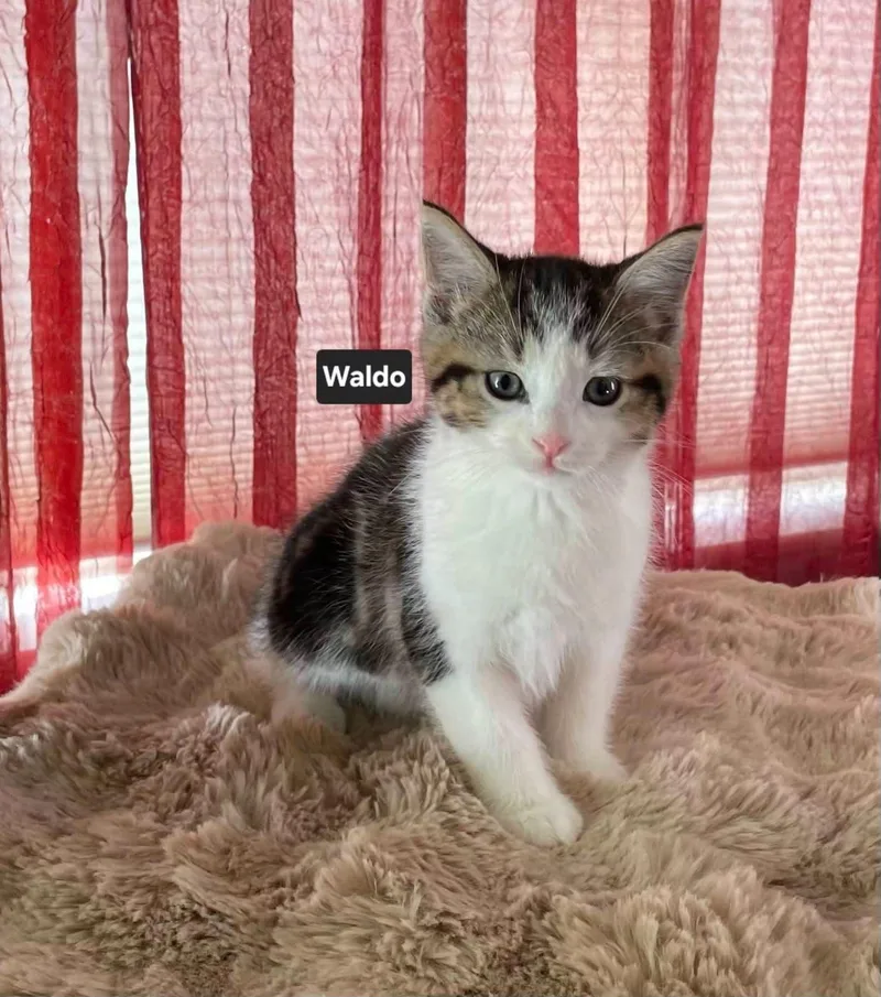 A baby medium-sized male Tabby (Brown / Chocolate) Tabby cat named Waldo for adoption in Wyandotte, MI