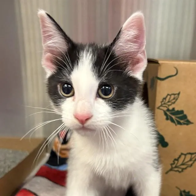 A baby small-sized male Domestic Short Hair cat named Owen for adoption in St. Louis, MO