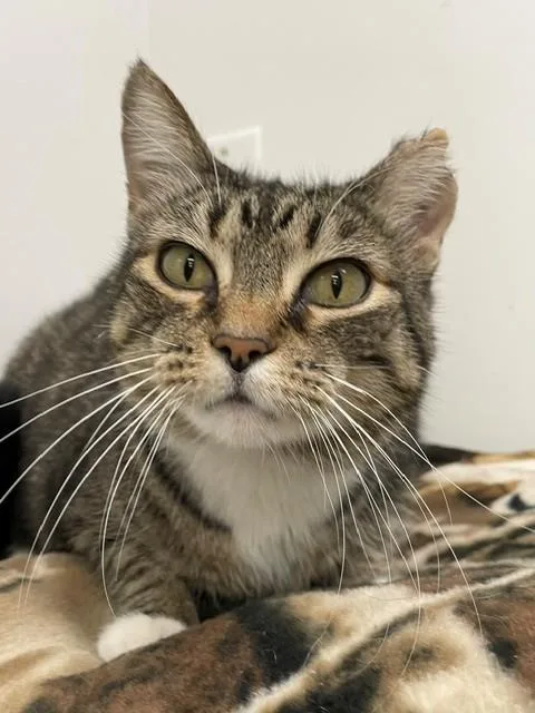 An adult medium-sized female Tabby (Brown / Chocolate) Domestic Short Hair cat named Mittens for adoption in Hayward, WI