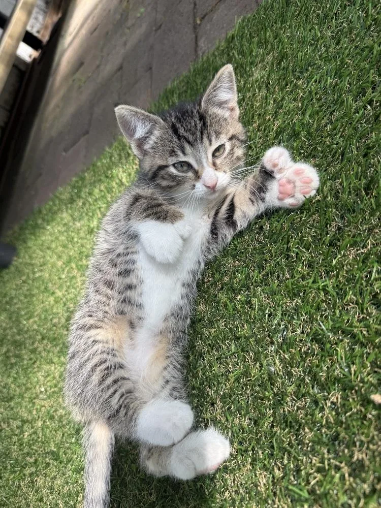 A baby small-sized female Domestic Short Hair cat named Bug Aka Birdie for adoption in Ferndale, MI