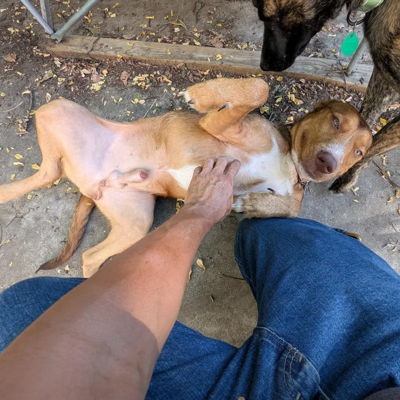 A young medium-sized male Brown / Chocolate Mixed Breed dog named Rocket for adoption in Buffalo, MN