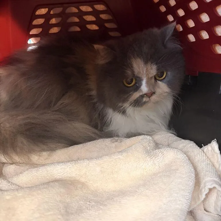 A senior large-sized female Domestic Long Hair cat named Patsy for adoption in Davenport, IA