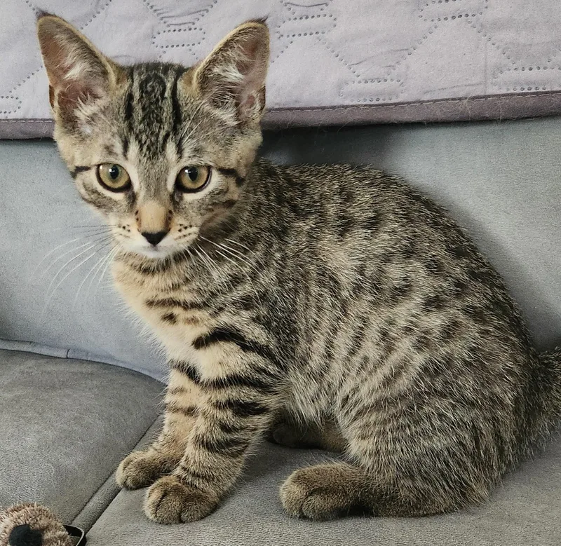 A baby medium-sized female Tabby (Buff / Tan / Fawn) Domestic Short Hair cat named Stardust for adoption in Highland Park, NJ