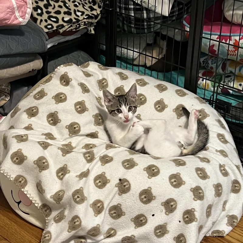 A baby medium-sized male Tabby (Gray / Blue / Silver) Domestic Short Hair cat named Colin for adoption in Alvaton, KY
