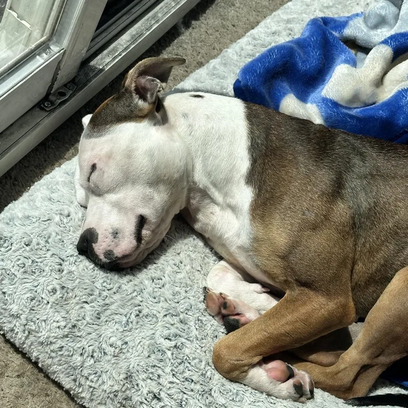 An adult medium-sized female White / Cream Pit Bull Terrier dog named Bling for adoption in Zimmerman, MN