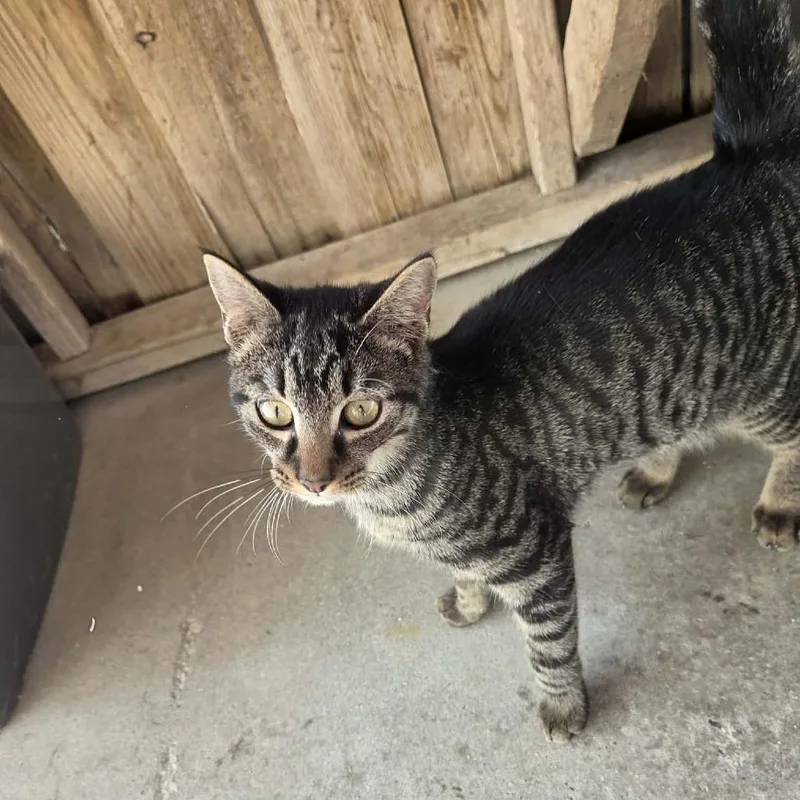 Cometat Petsmart East