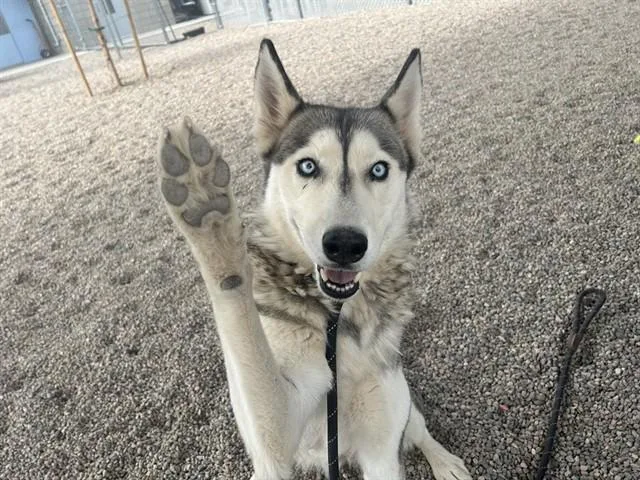 A young large-sized female Siberian Husky dog named Montana for adoption in Mesa, AZ
