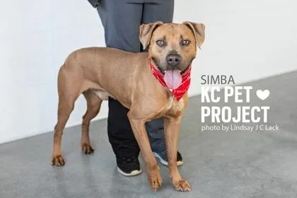 An adult large-sized male Yellow / Tan / Blond / Fawn Pit Bull Terrier dog named Simba for adoption in Kansas City, MO