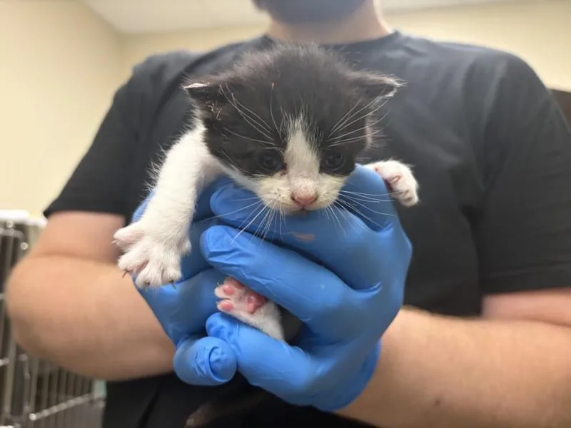 A baby small-sized male Domestic Short Hair cat named Dragonfly for adoption in Chapel Hill, NC