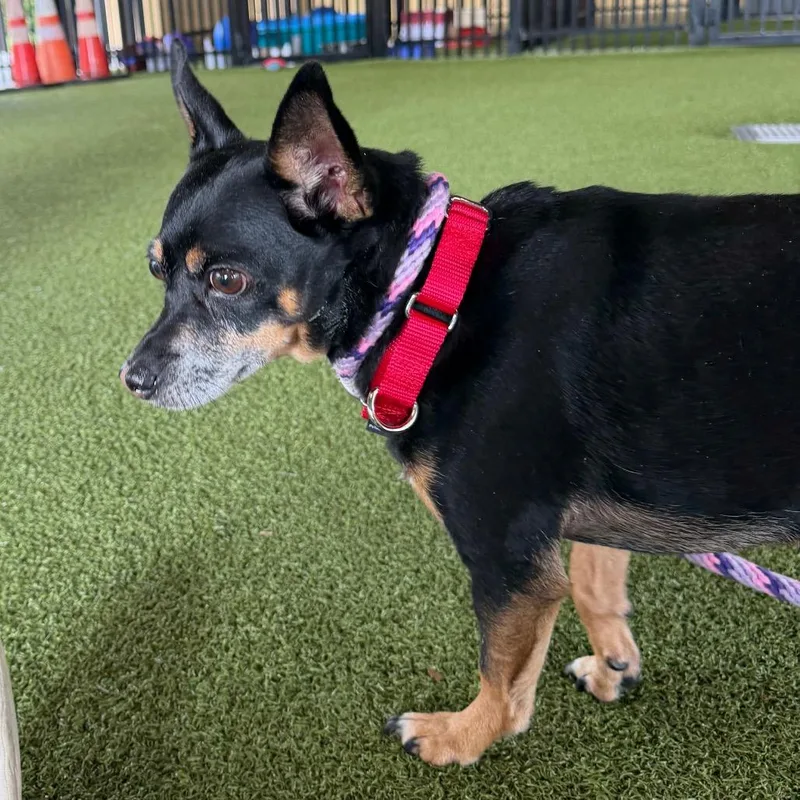 An adult small-sized male Black Chihuahua dog named Miles for adoption in West Palm Beach, FL