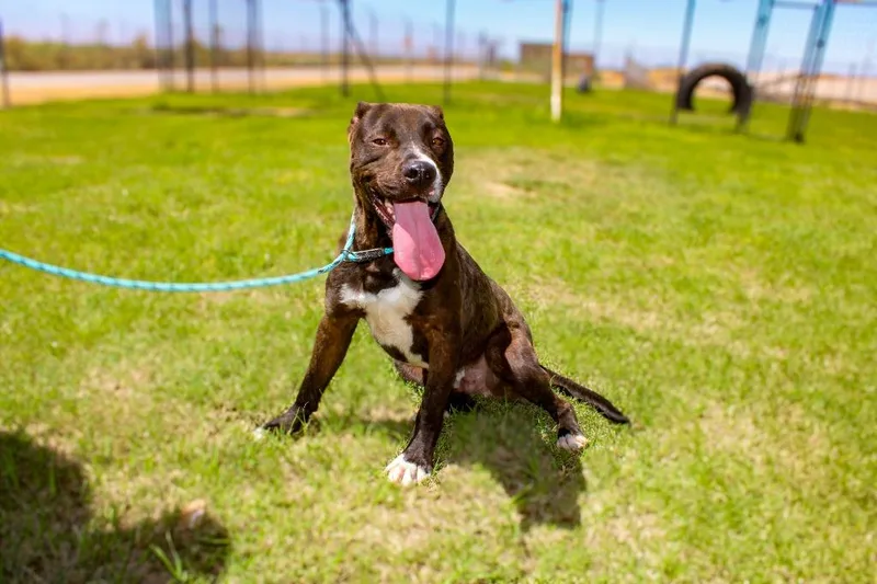 An adult large-sized male Pit Bull Terrier dog named Sean for adoption in McFarland, CA