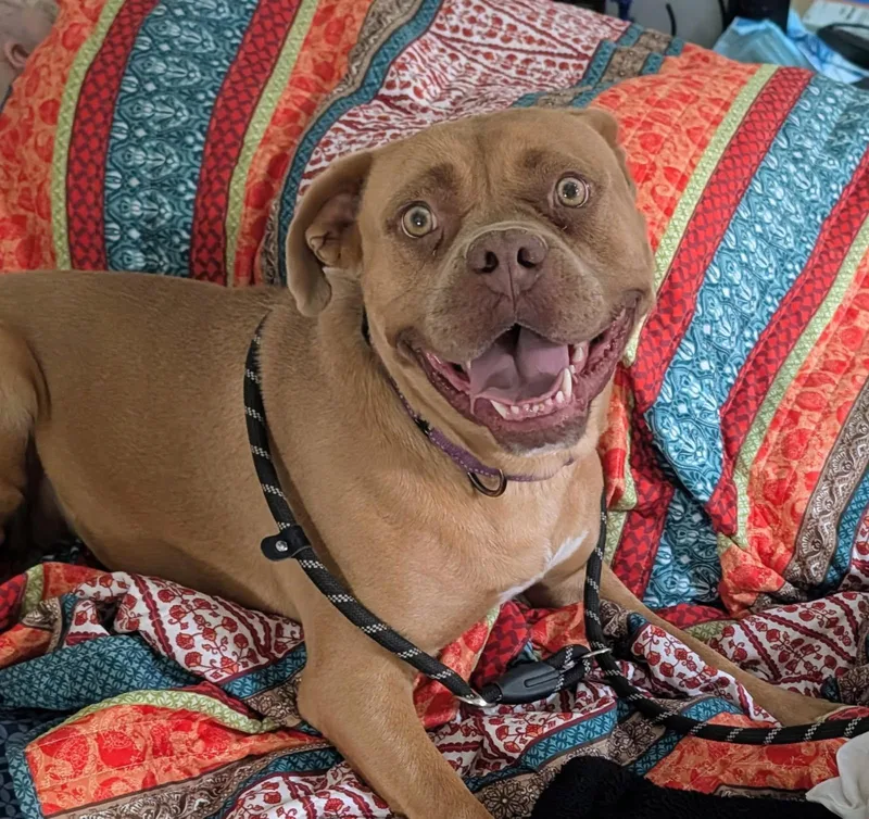 An adult medium-sized female Boxer dog named Allison for adoption in Las Vegas, NM