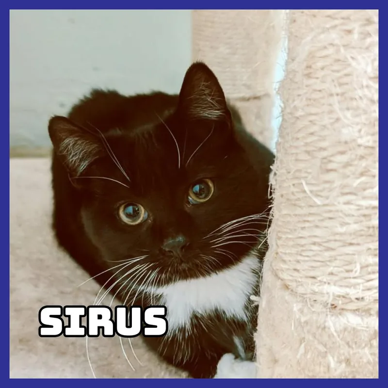 Sirius thumbnail 2