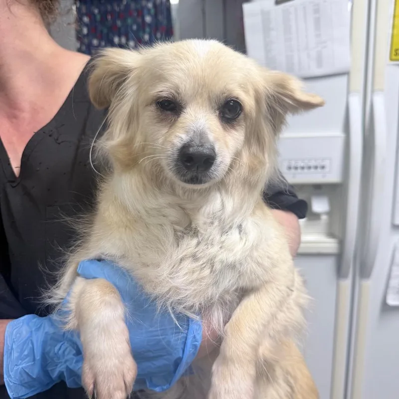 An adult small-sized female Yellow / Tan / Blond / Fawn Mixed Breed dog named Foxy for adoption in Summerville, SC