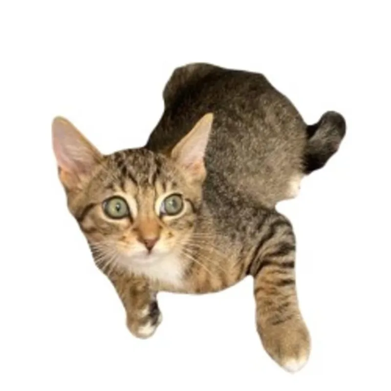 A baby medium-sized male Tabby (Brown / Chocolate) Tabby cat named Apache for adoption in Red Bluff, CA
