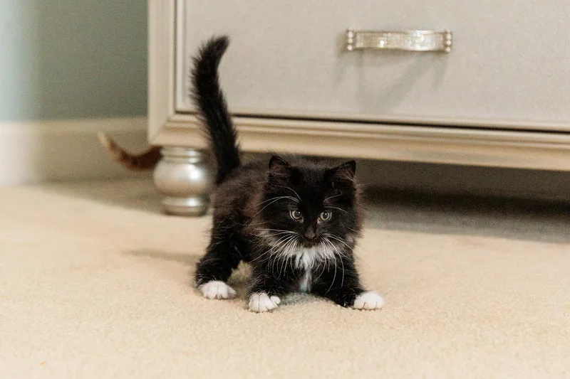 A baby medium-sized male Domestic Medium Hair cat named Puff for adoption in Gainesville, VA