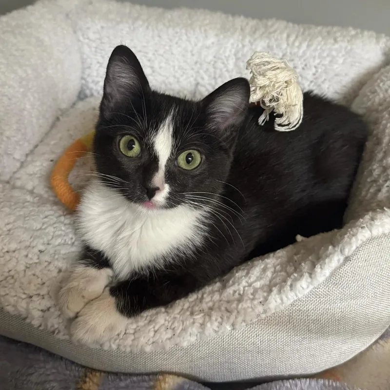 A baby small-sized female Black Domestic Short Hair cat named Sassy for adoption in Saint Charles, MO