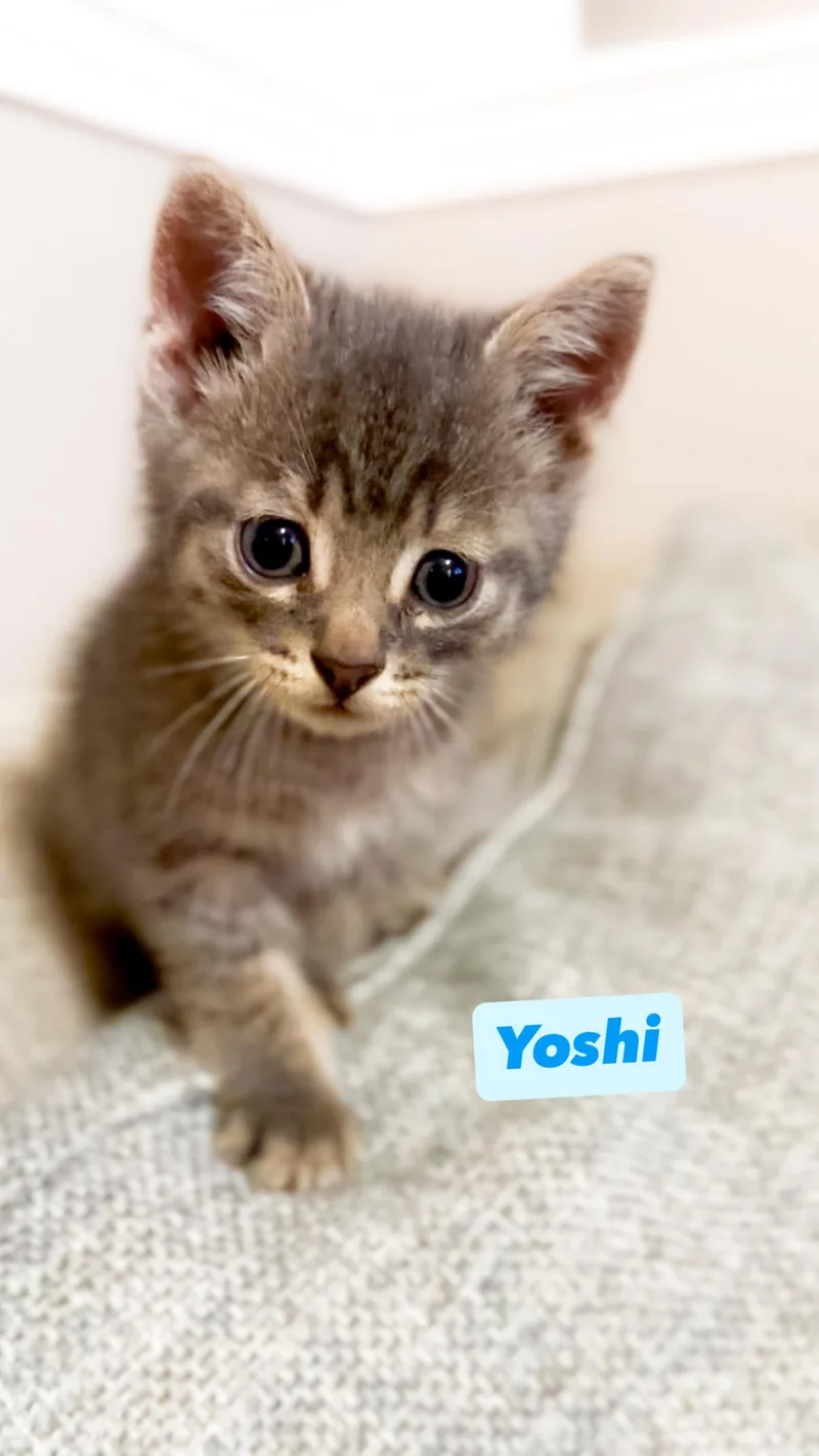 A baby medium-sized male Domestic Short Hair cat named Yoshi for adoption in Crown Point, IN