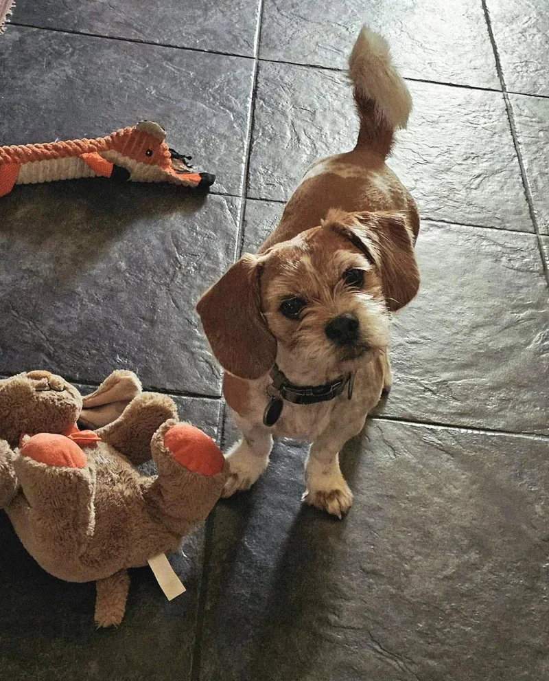 An adult small-sized male Tricolor (Brown, Black, & White) Shih Tzu dog named Chip for adoption in Woodland Hills, CA
