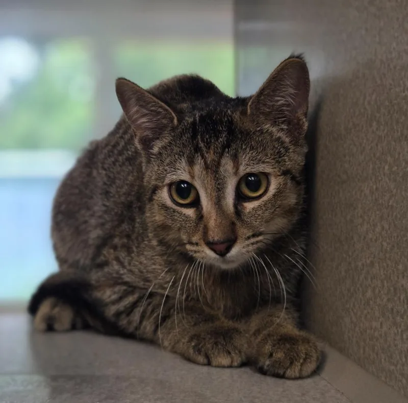 A baby large-sized female Domestic Short Hair cat named Clarinet for adoption in Viroqua, WI