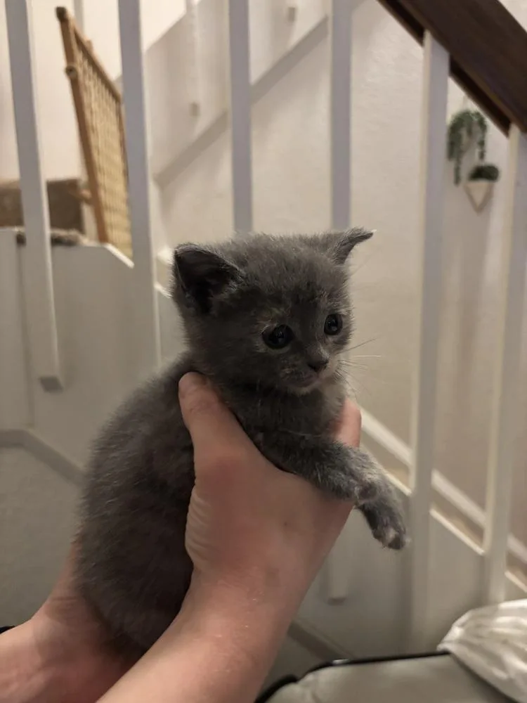 A baby small-sized female Domestic Short Hair cat named Popsicle for adoption in Virginia Beach, VA