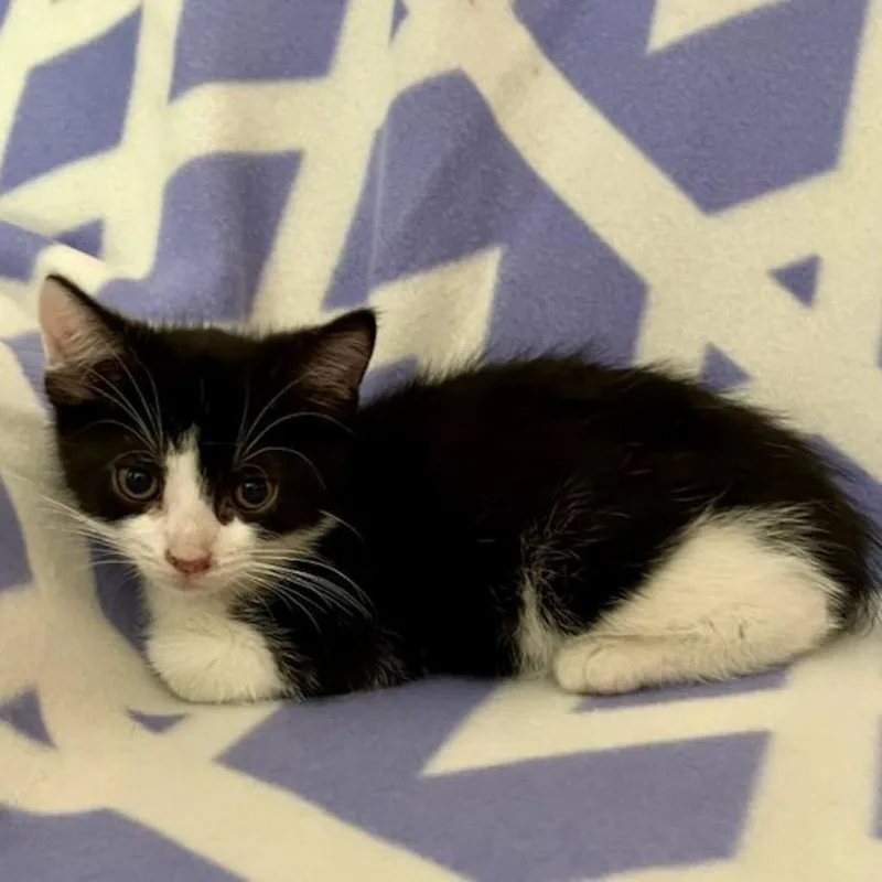 An adult small-sized male Domestic Short Hair cat named Chip for adoption in Washington, PA