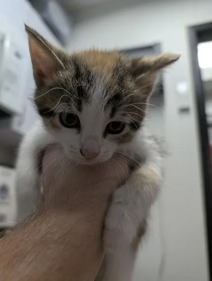 A baby small-sized female Domestic Short Hair cat named Cleopatra for adoption in West Chester, PA