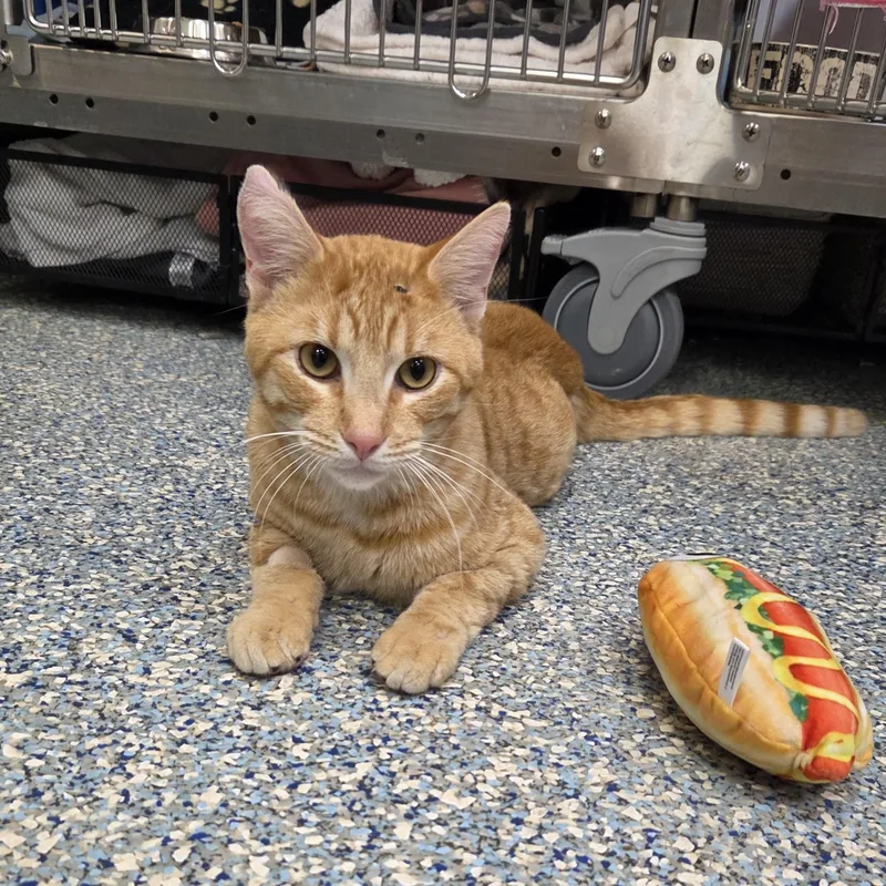 A young medium-sized male Tabby (Orange / Red) Domestic Short Hair cat named Charlie for adoption in Cathedral City, CA