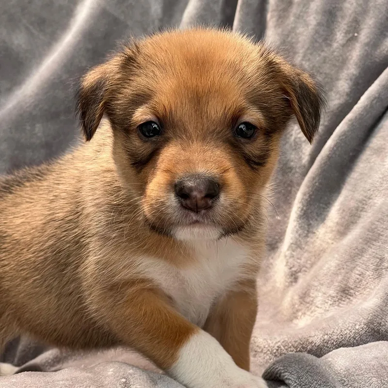 A baby medium-sized male Spaniel dog named Japan Pup  Kyota for adoption in San Diego, CA