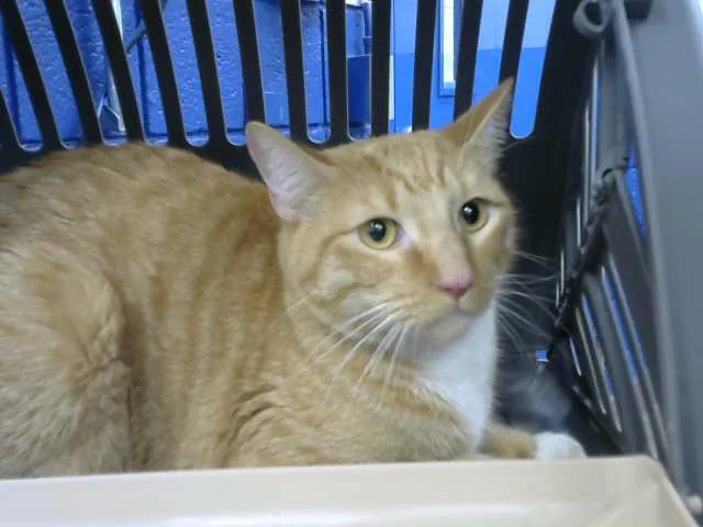 A young medium-sized male Domestic Short Hair cat named Julius for adoption in Albuquerque, NM